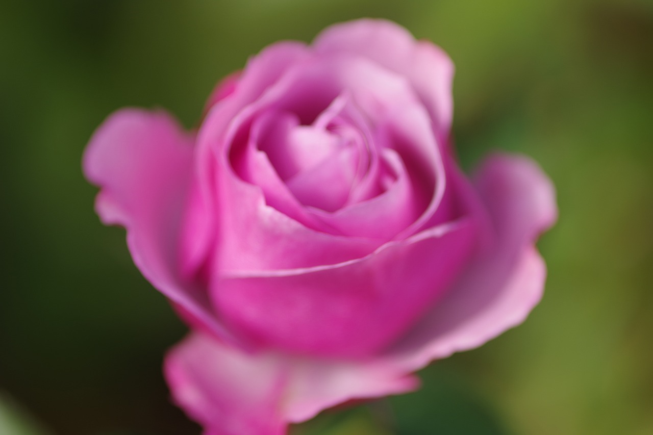 群馬県前橋市の群馬フラワーパークの花々