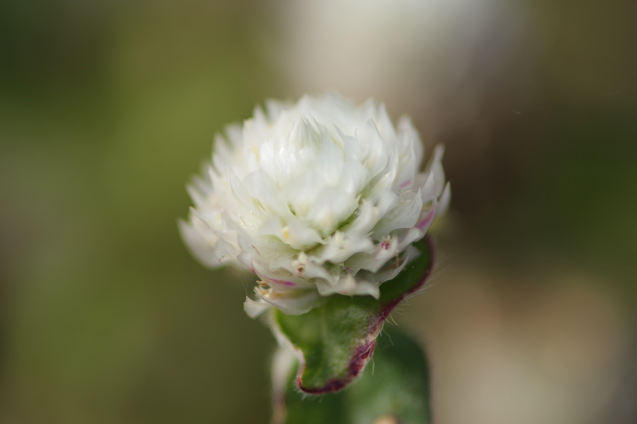 群馬県前橋市の群馬フラワーパークの花々
