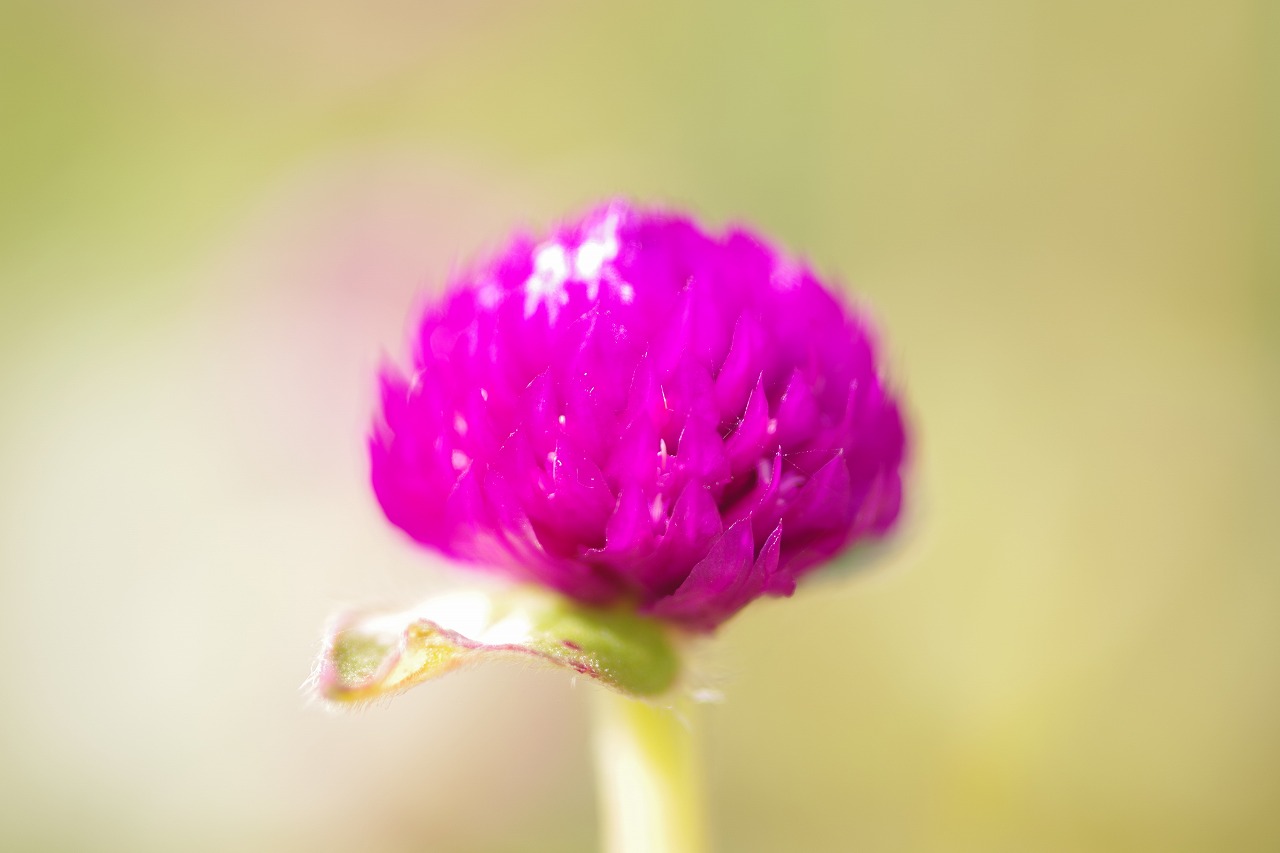 群馬県前橋市の群馬フラワーパークの花々
