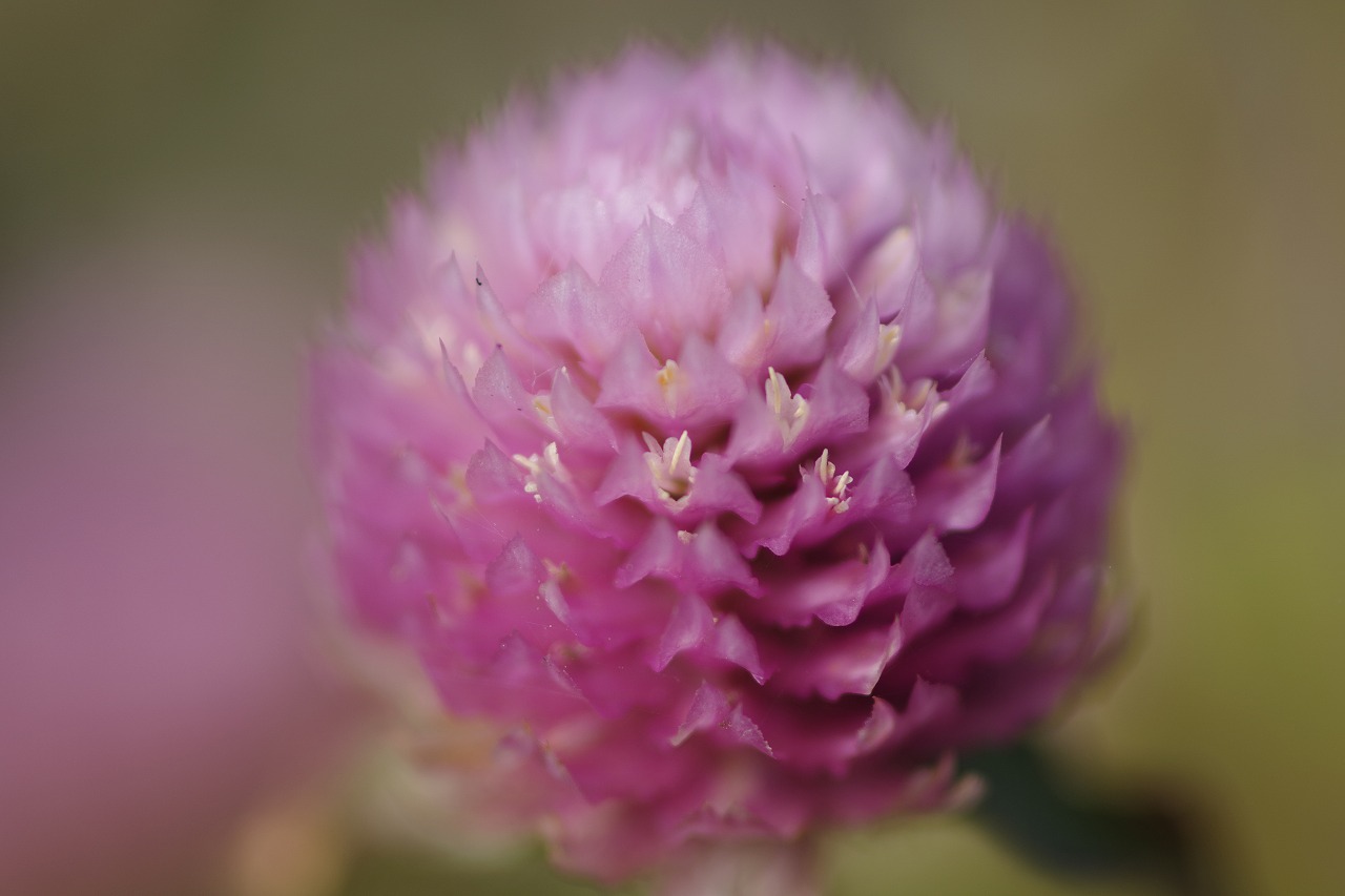 群馬県前橋市の群馬フラワーパークの花々