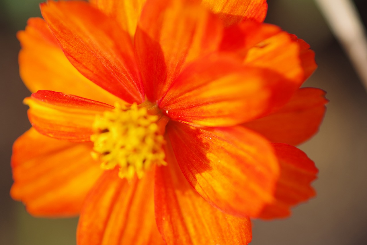 群馬県前橋市の群馬フラワーパークの花々