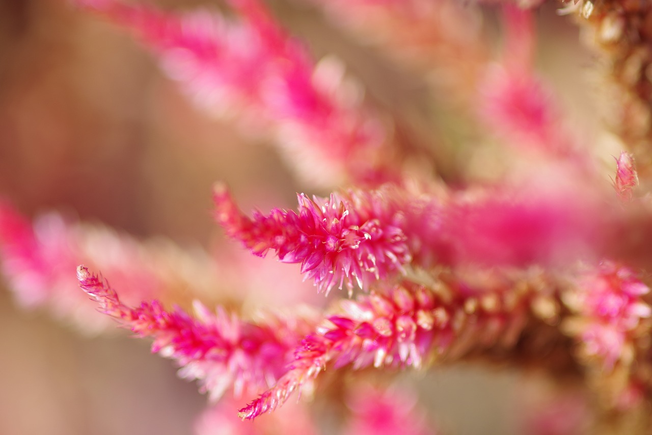 群馬県前橋市の群馬フラワーパークの花々