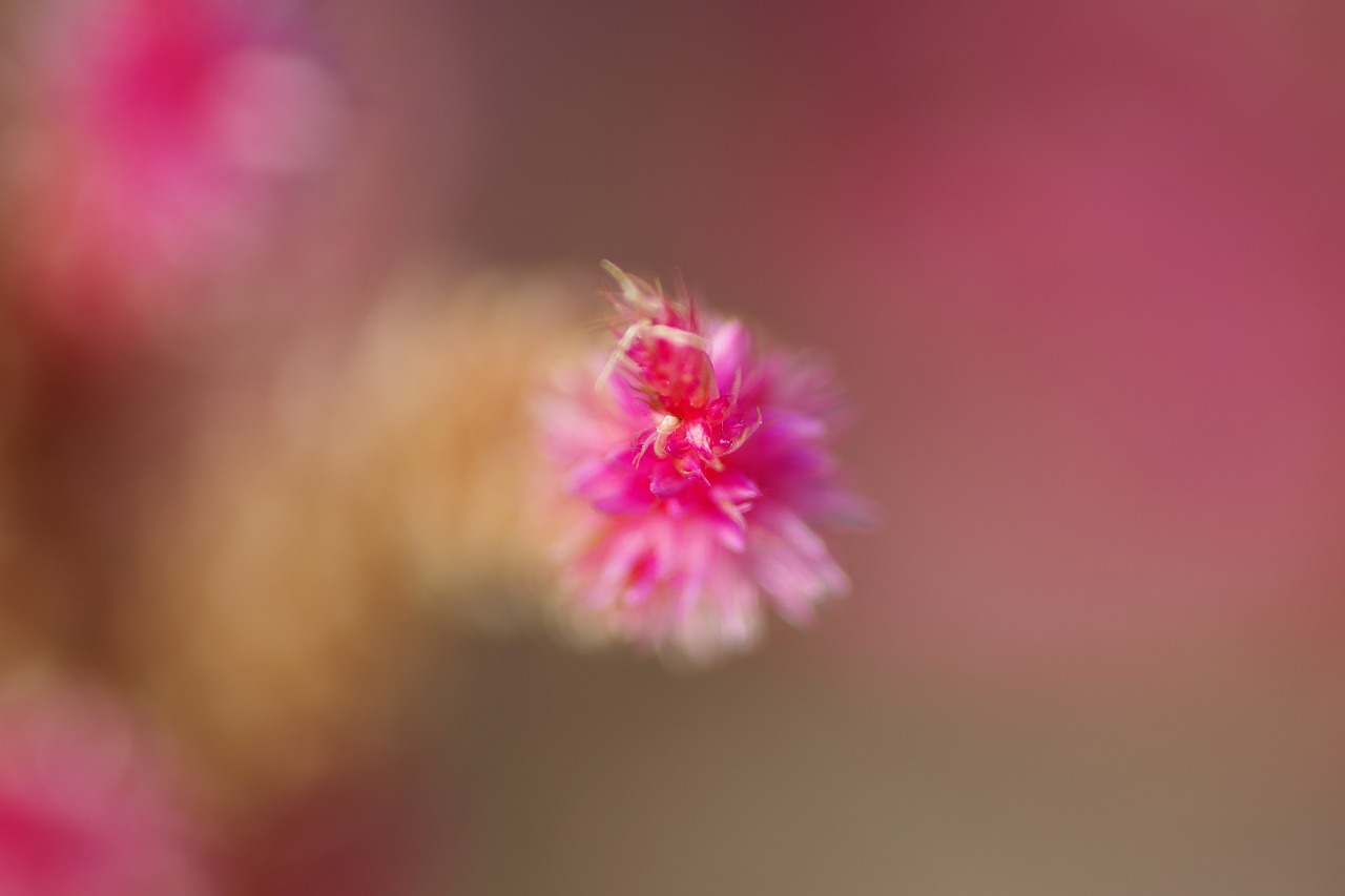 群馬県前橋市の群馬フラワーパークの花々