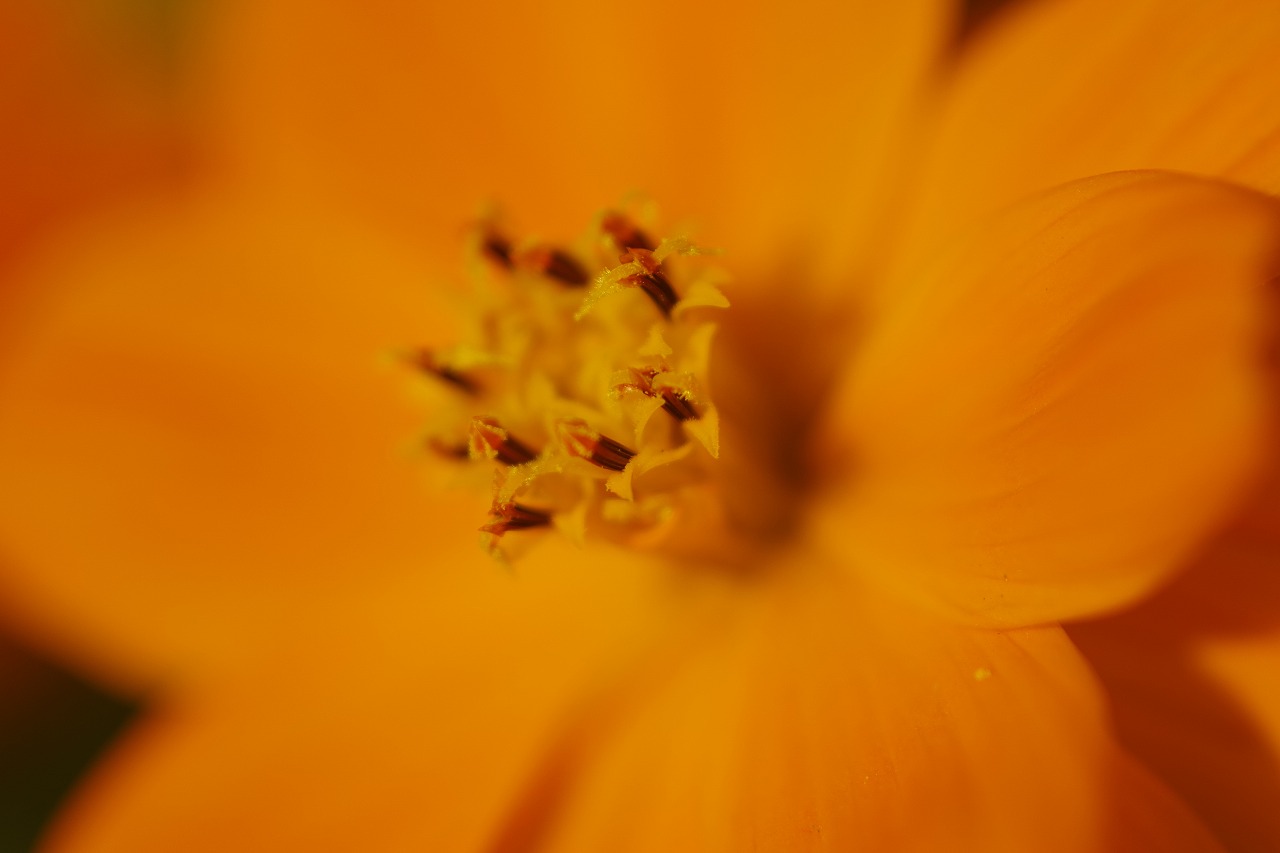 群馬県前橋市の群馬フラワーパークの花々