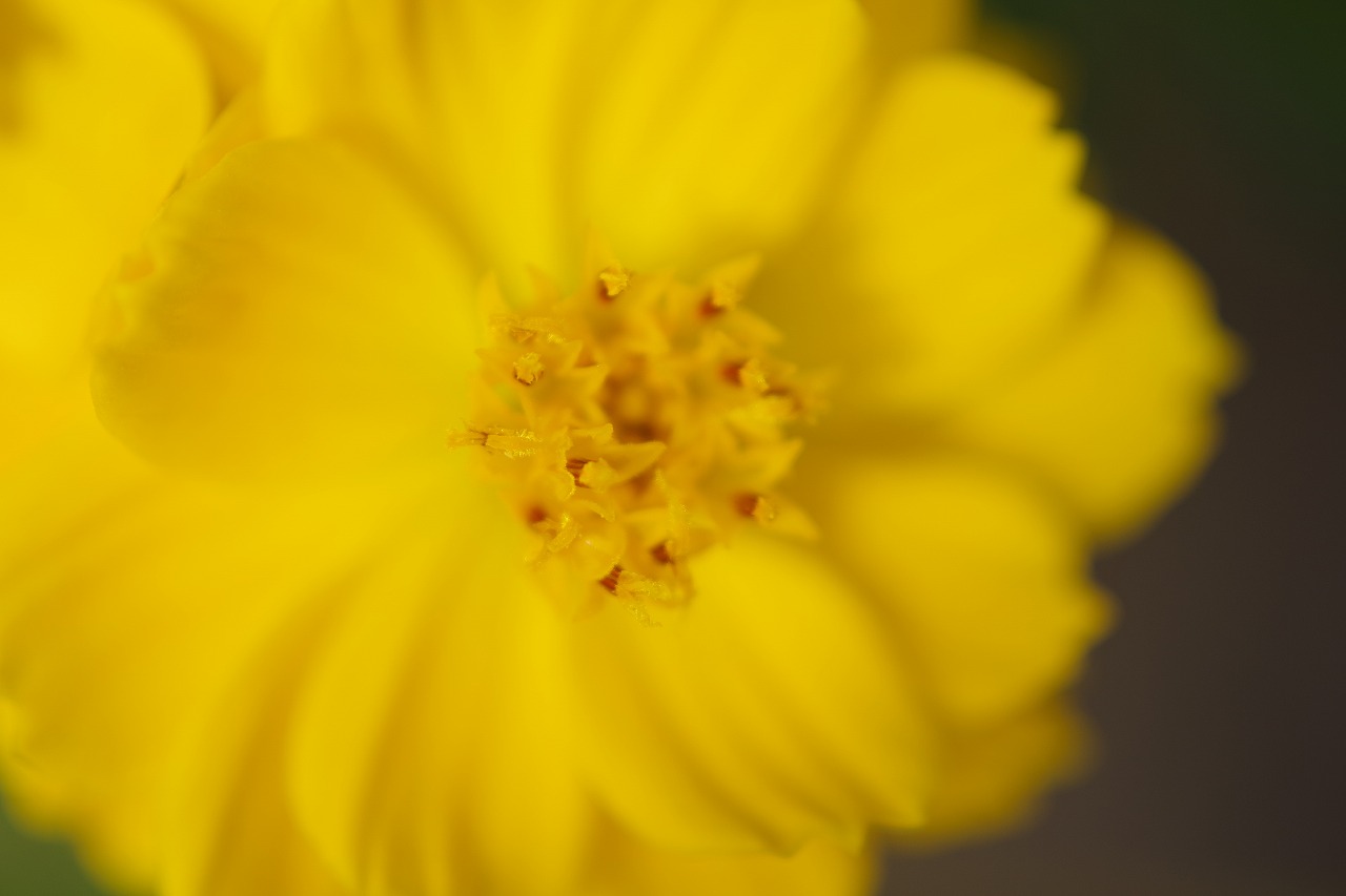 群馬県前橋市の群馬フラワーパークの花々