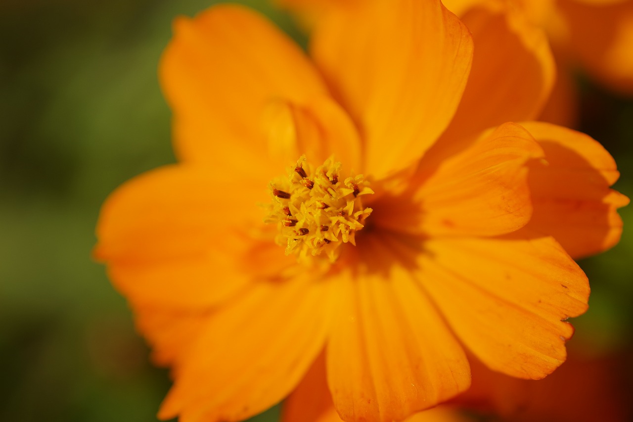 群馬県前橋市の群馬フラワーパークの花々