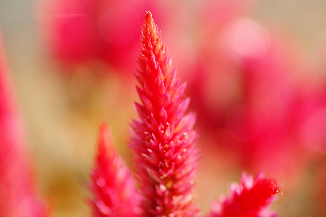 栃木県足利市のあしかがフラワーパークの花々