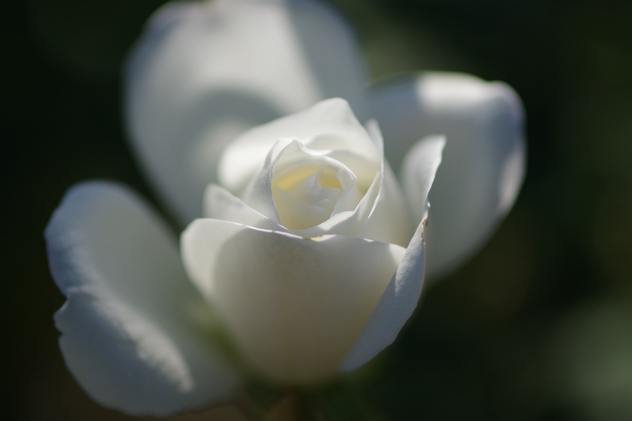 栃木県足利市のあしかがフラワーパークの花々