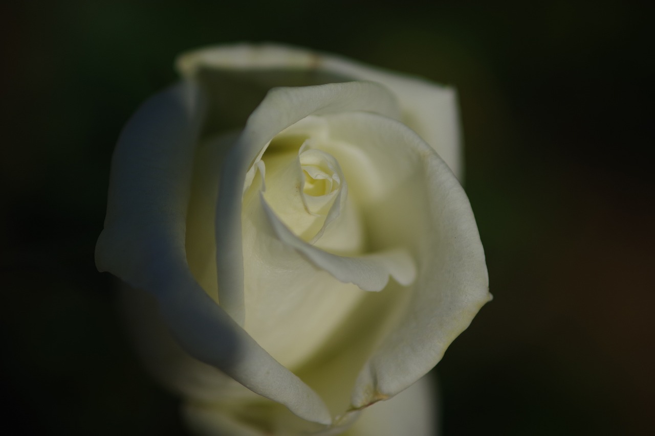 栃木県足利市のあしかがフラワーパークの花々