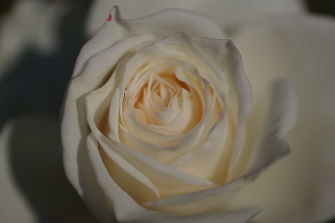 栃木県足利市のあしかがフラワーパークの花々