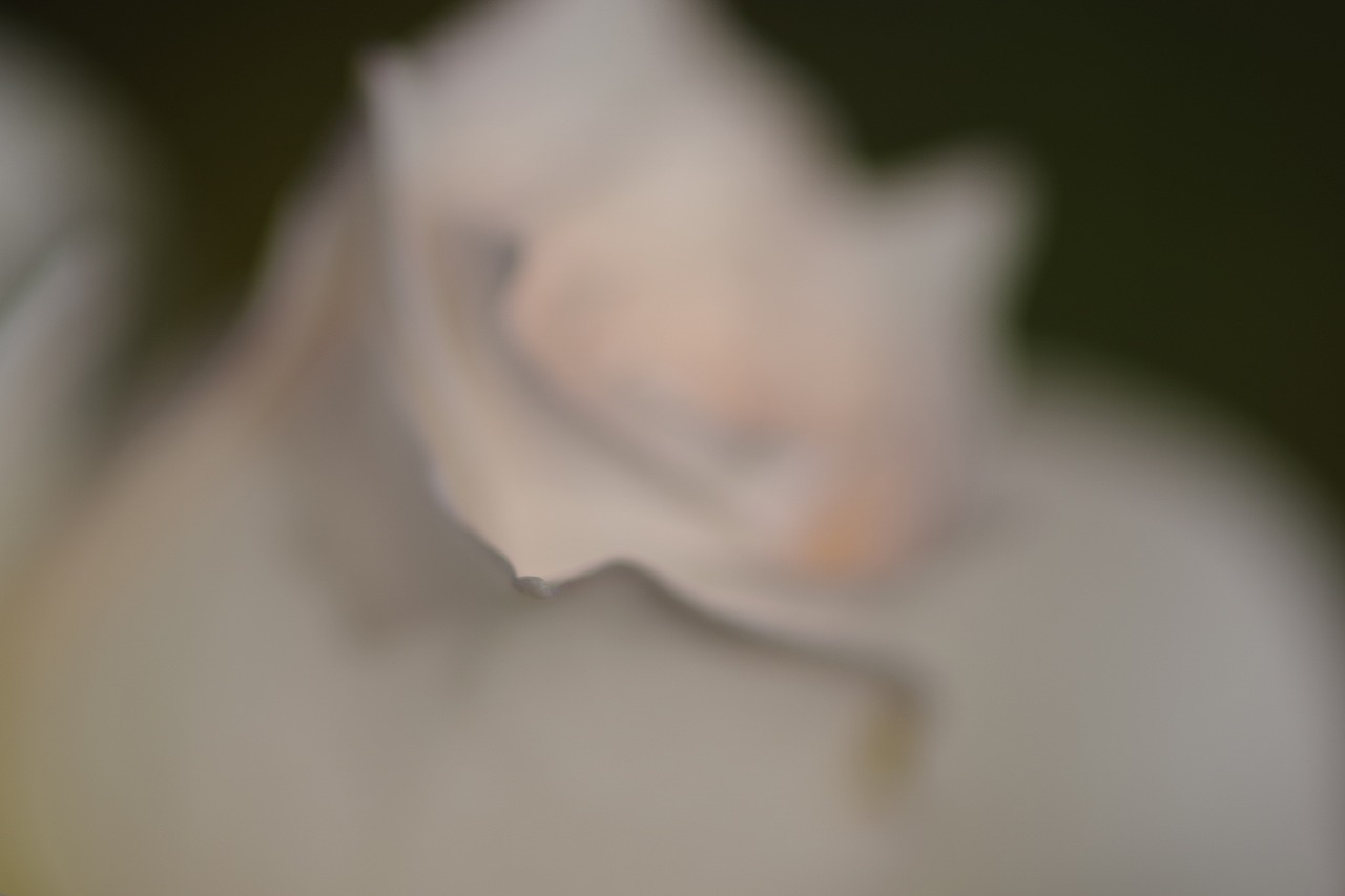 栃木県足利市のあしかがフラワーパークの花々