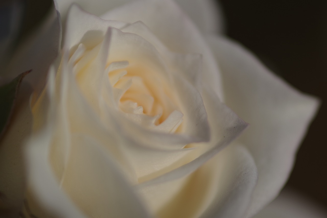 栃木県足利市のあしかがフラワーパークの花々