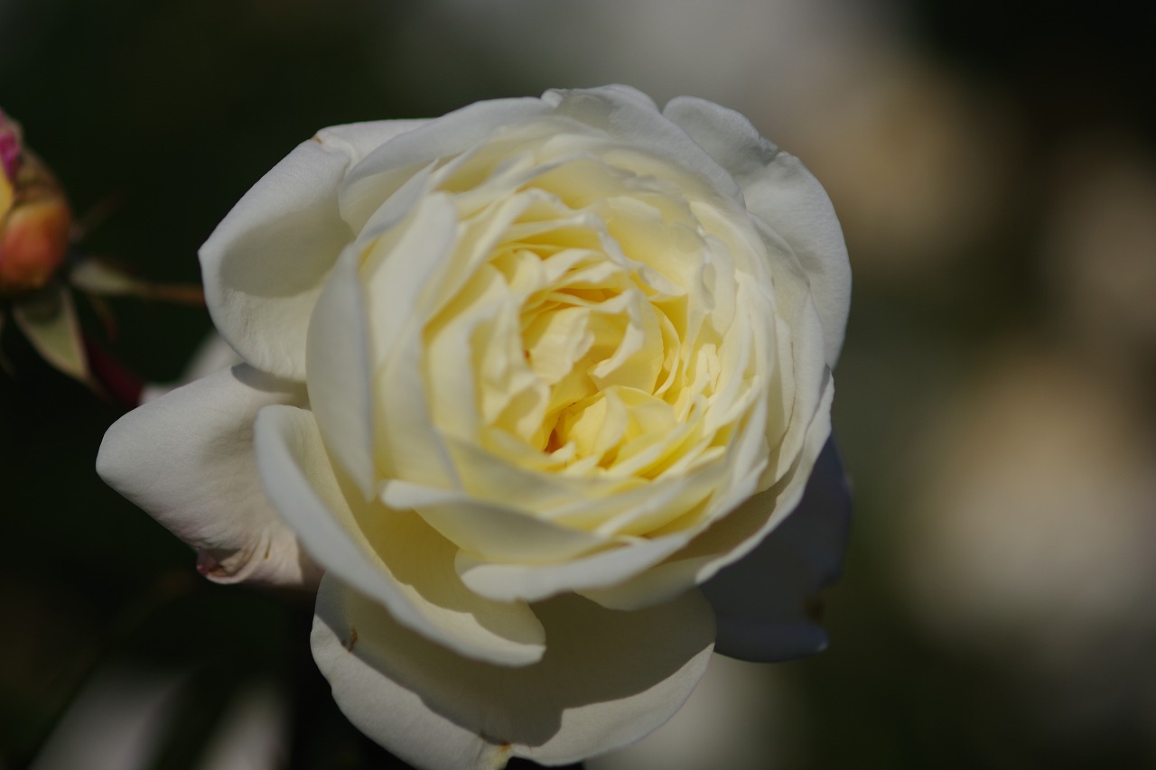 栃木県足利市のあしかがフラワーパークの花々