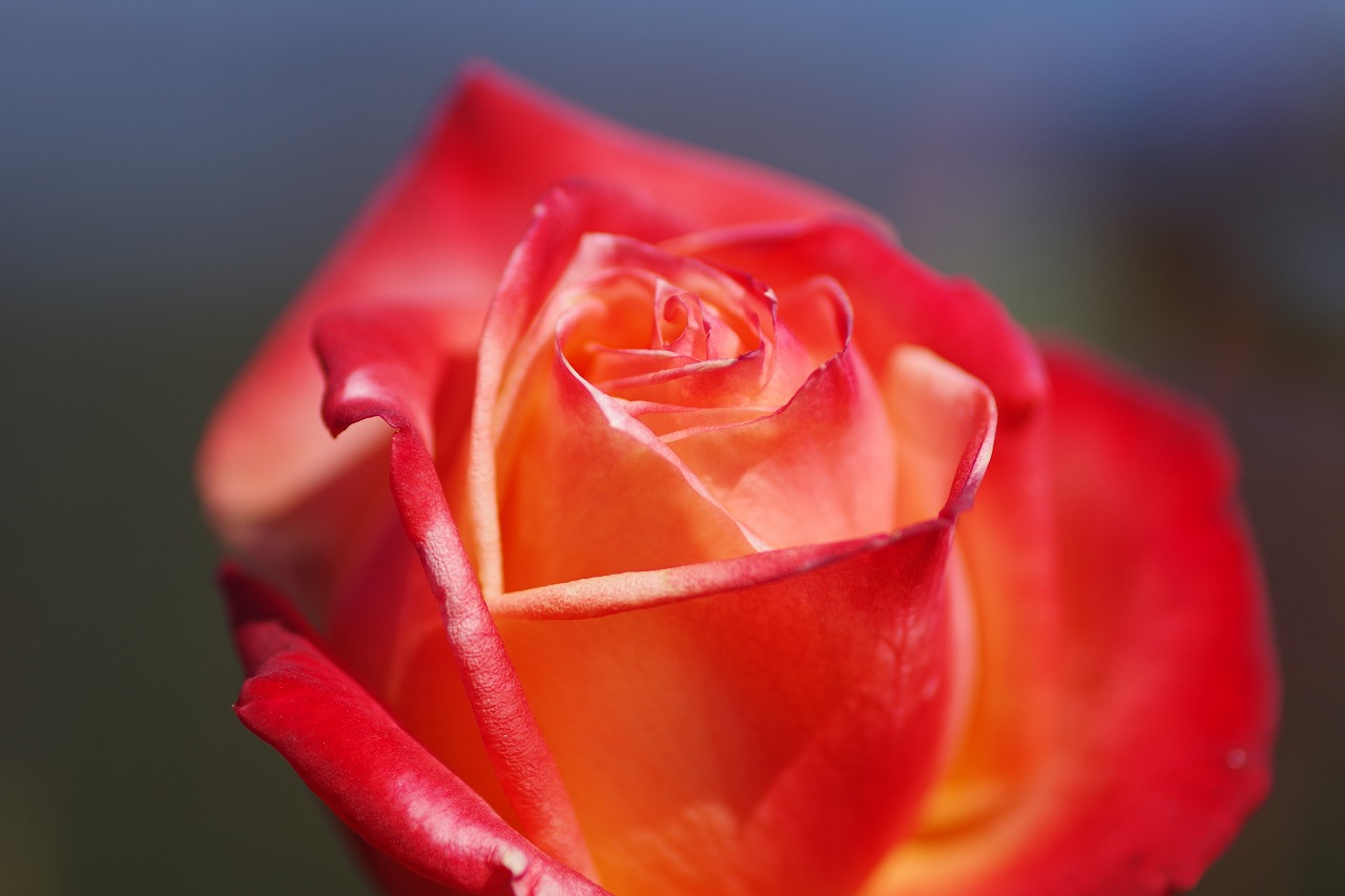 栃木県足利市のあしかがフラワーパークの花々