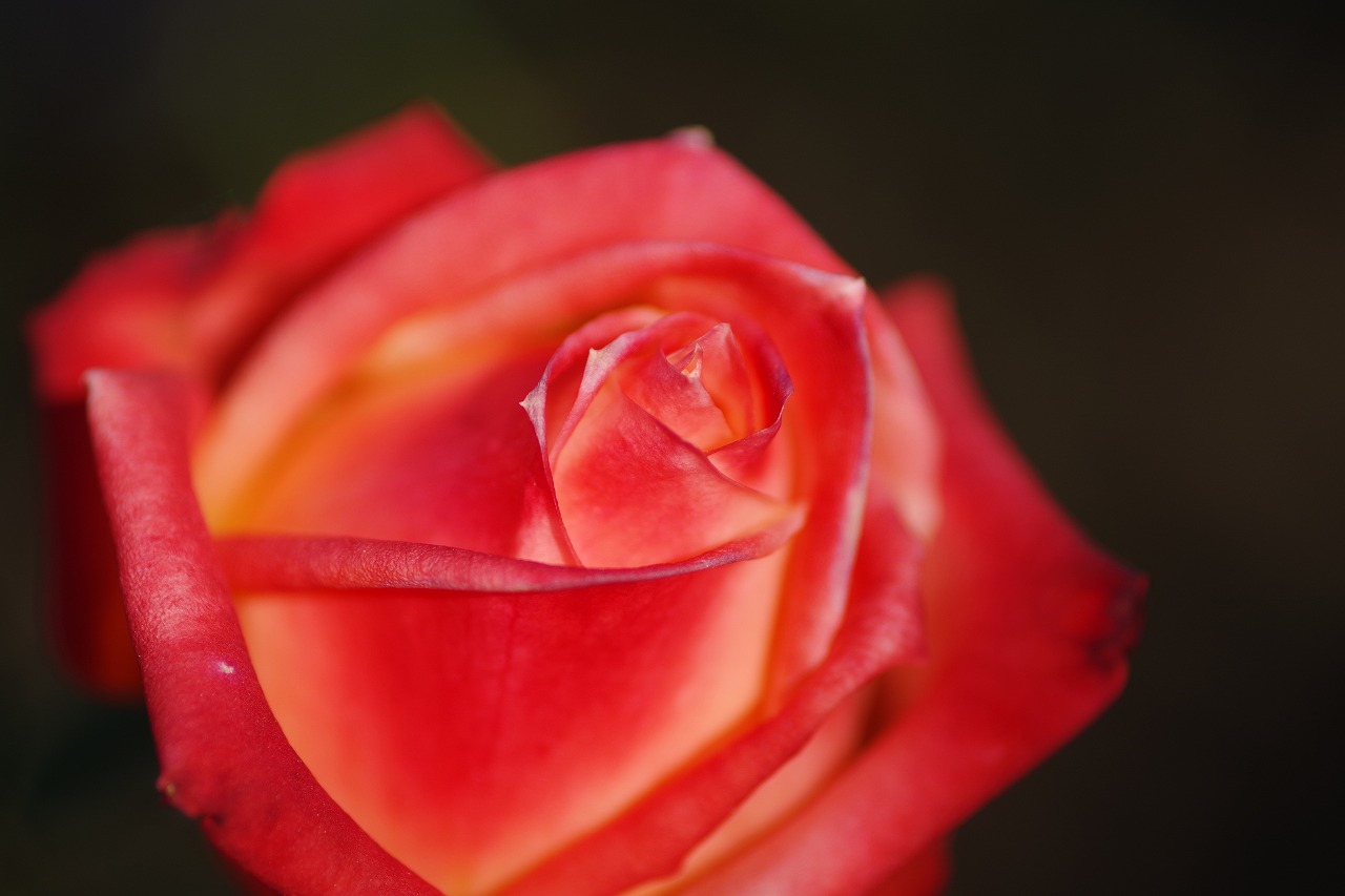 栃木県足利市のあしかがフラワーパークの花々