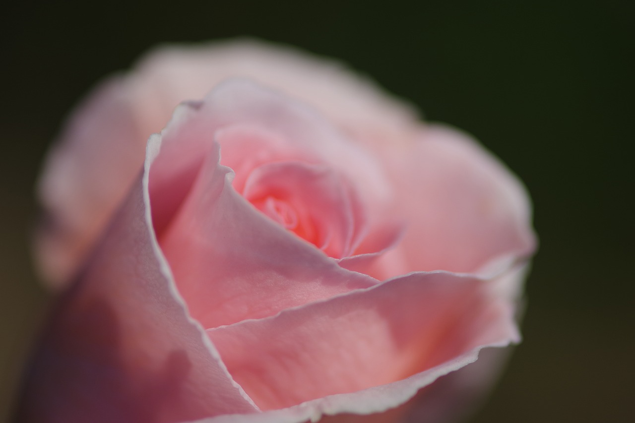 栃木県足利市のあしかがフラワーパークの花々
