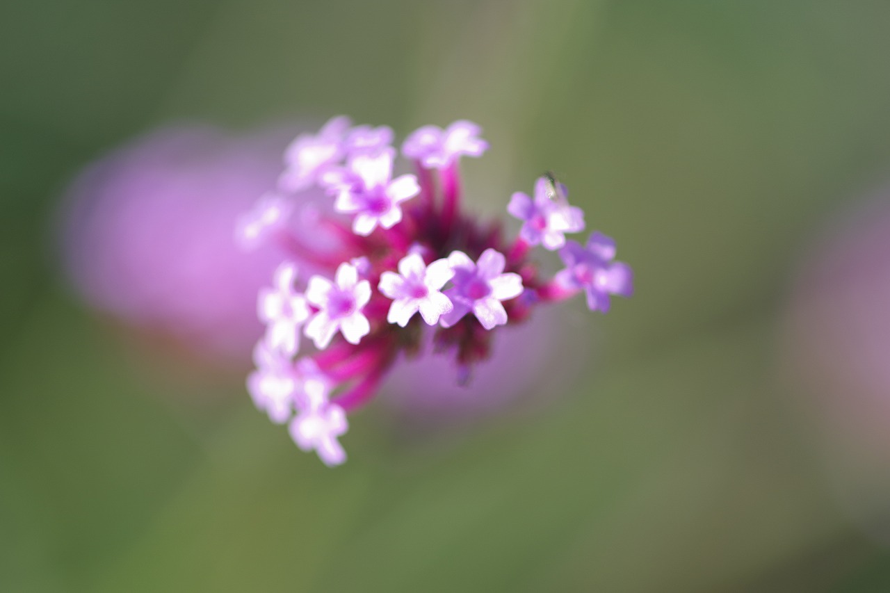 栃木県足利市のあしかがフラワーパークの花々