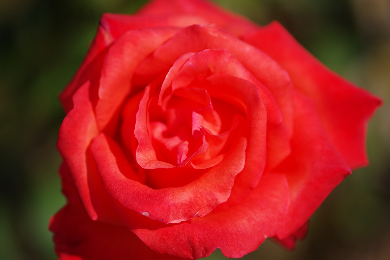 栃木県足利市のあしかがフラワーパークの花々