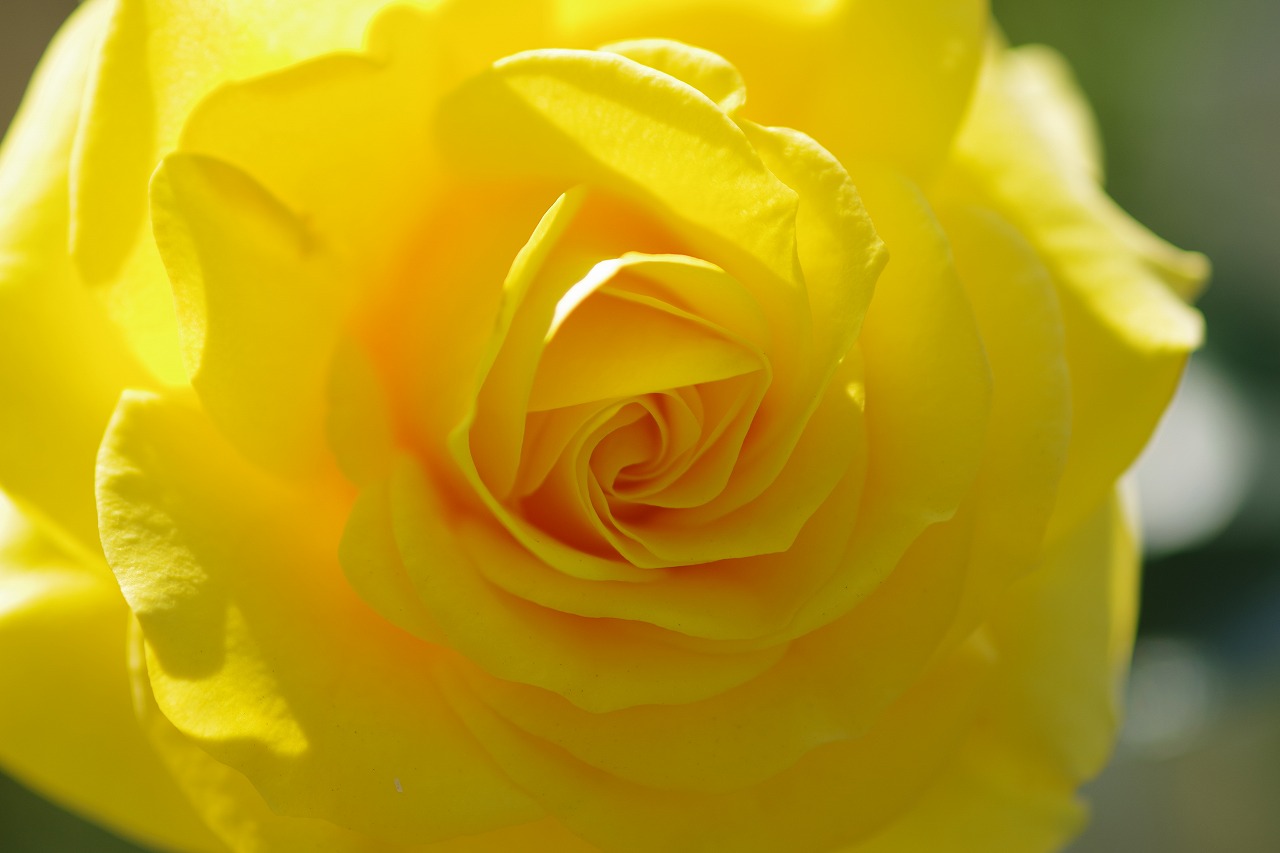 栃木県足利市のあしかがフラワーパークの花々