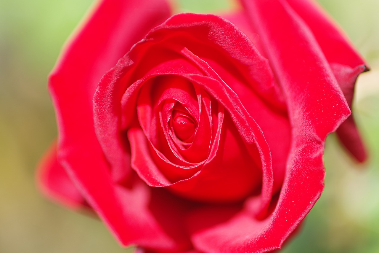栃木県足利市のあしかがフラワーパークの花々