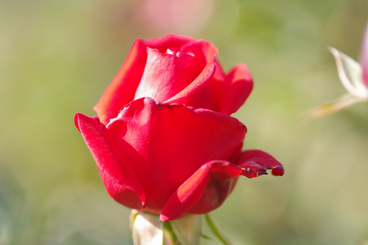 栃木県足利市のあしかがフラワーパークの花々