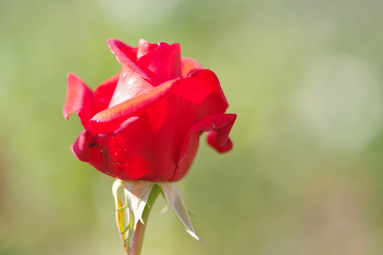 栃木県足利市のあしかがフラワーパークの花々