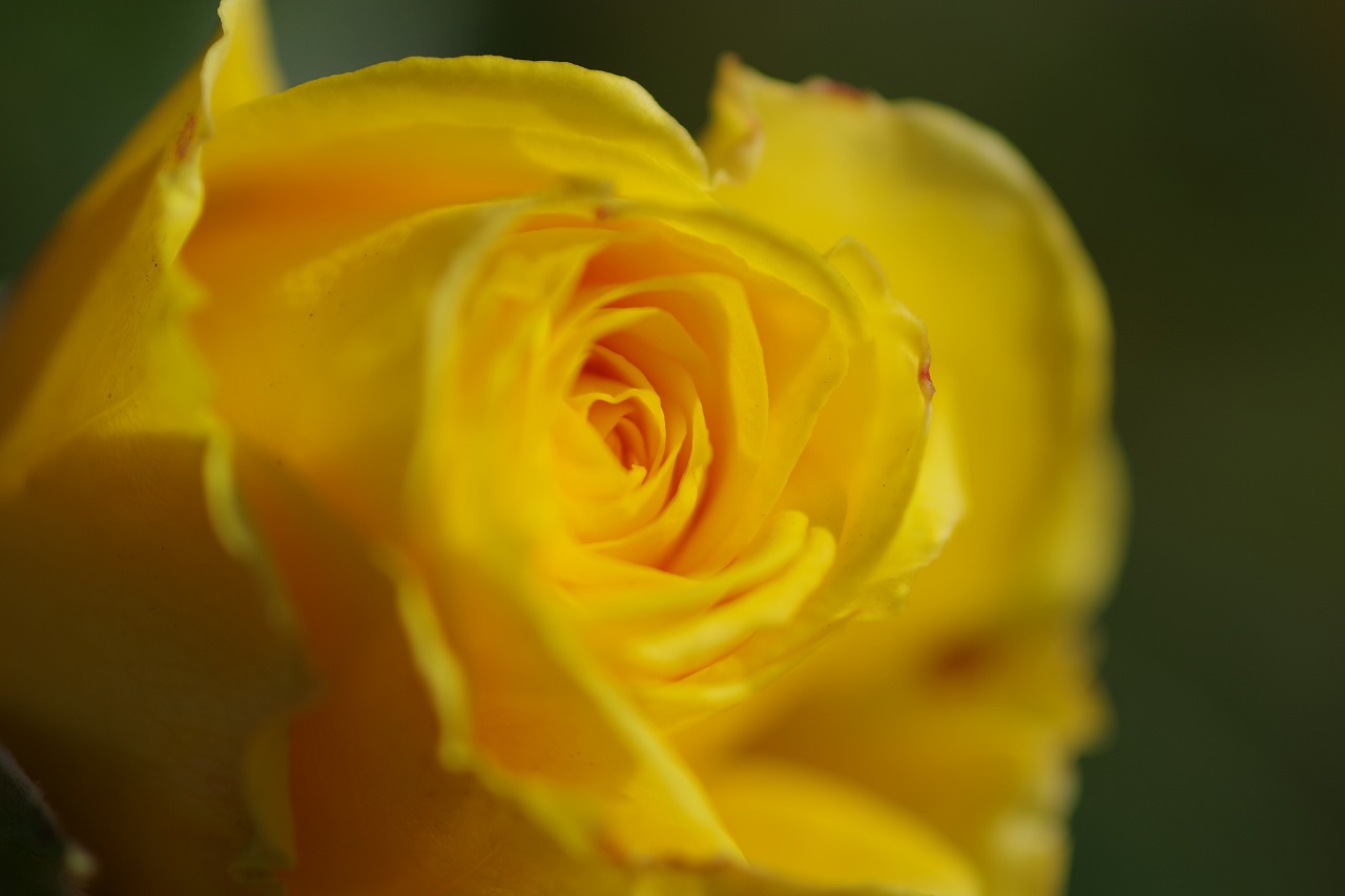 栃木県足利市のあしかがフラワーパークの花々