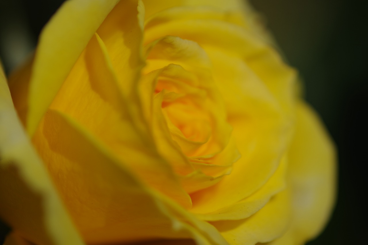 栃木県足利市のあしかがフラワーパークの花々