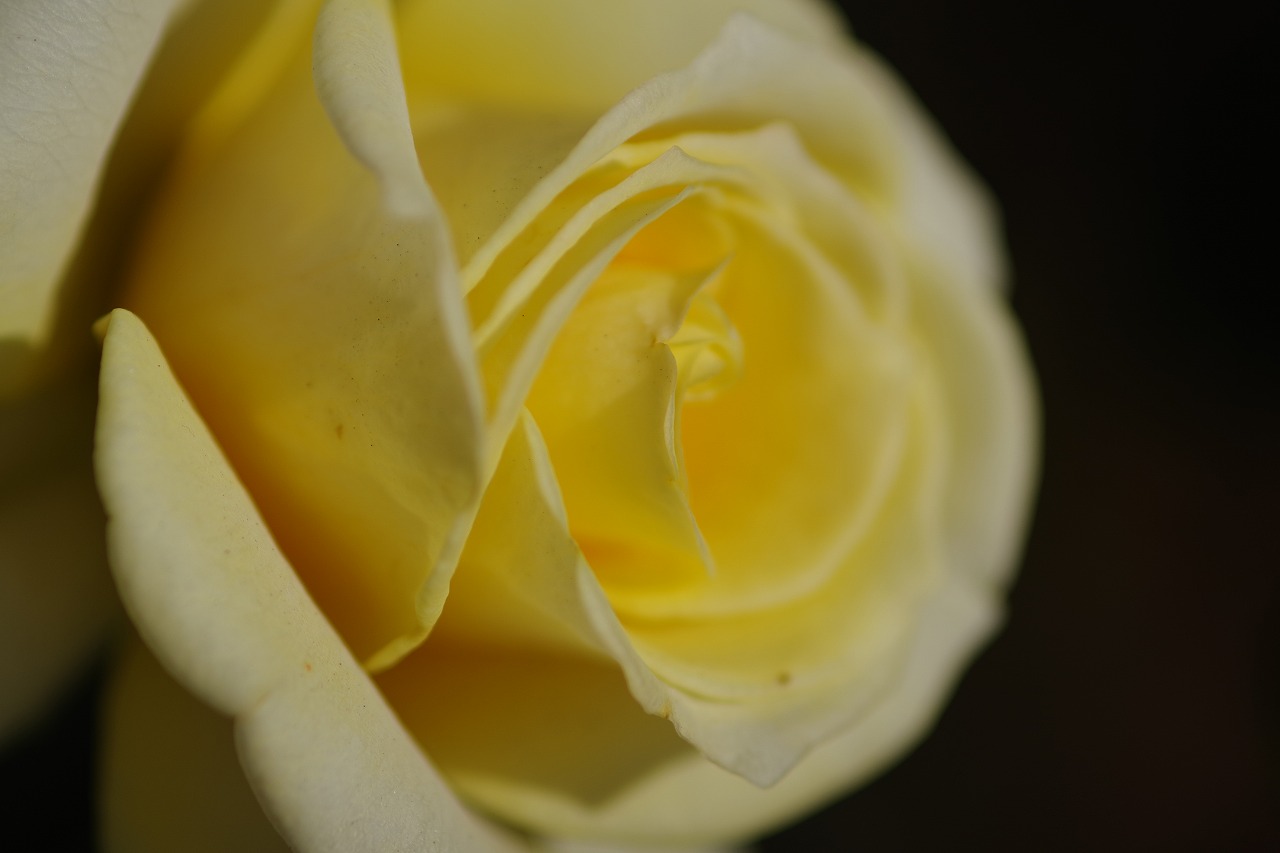 栃木県足利市のあしかがフラワーパークの花々