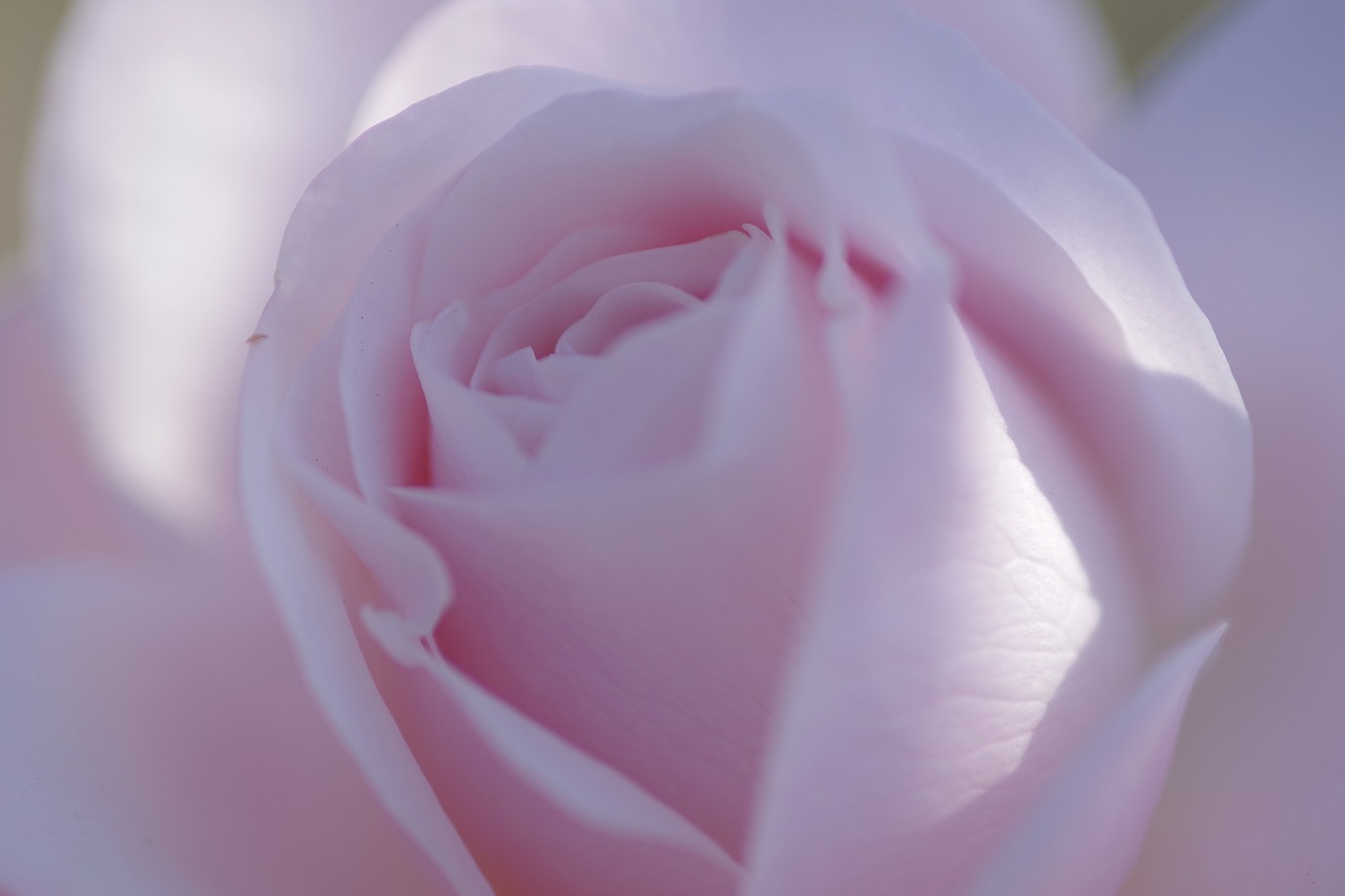 栃木県足利市のあしかがフラワーパークの花々