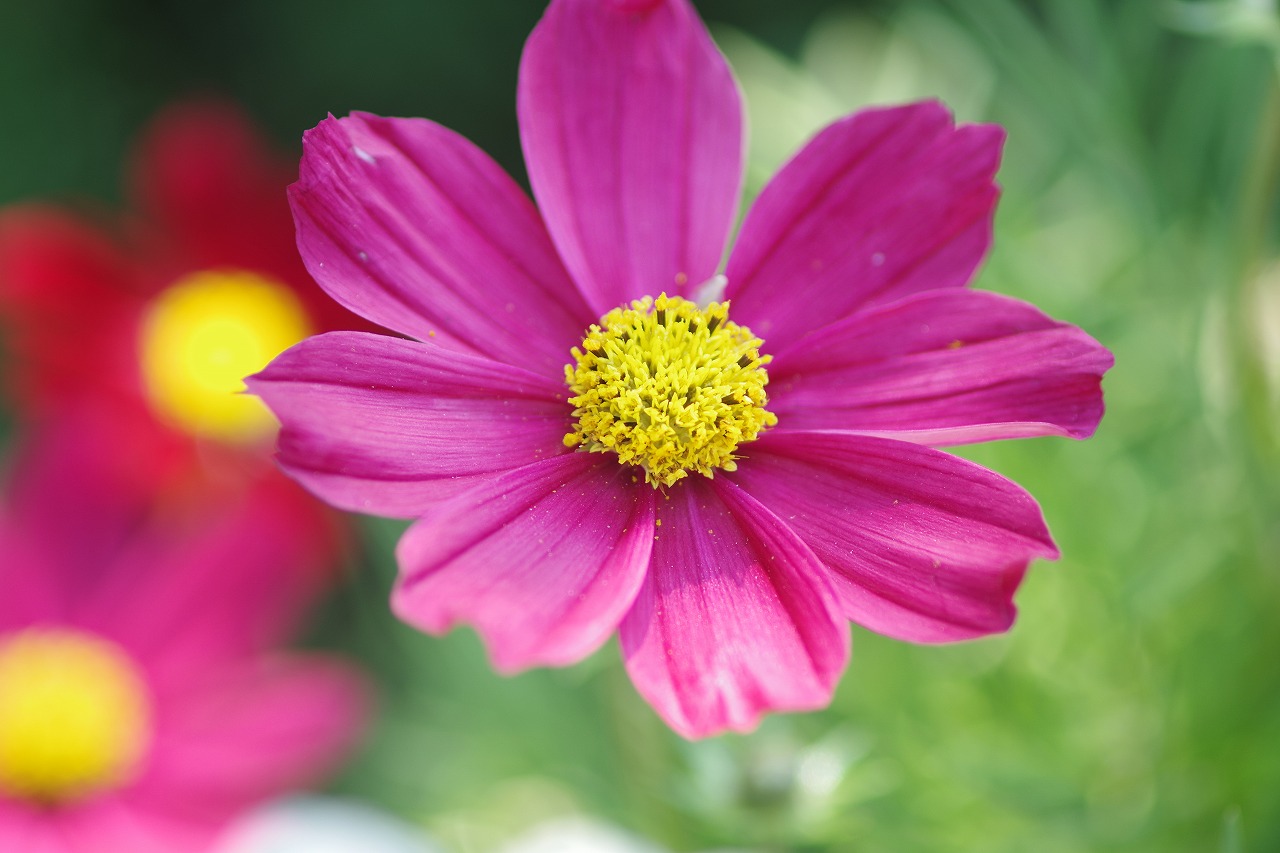 栃木県足利市のあしかがフラワーパークの花々