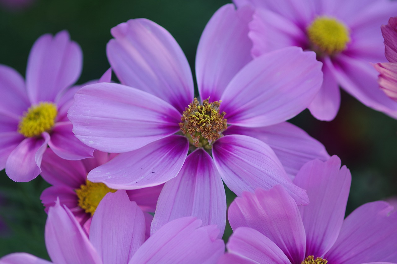 栃木県足利市のあしかがフラワーパークの花々