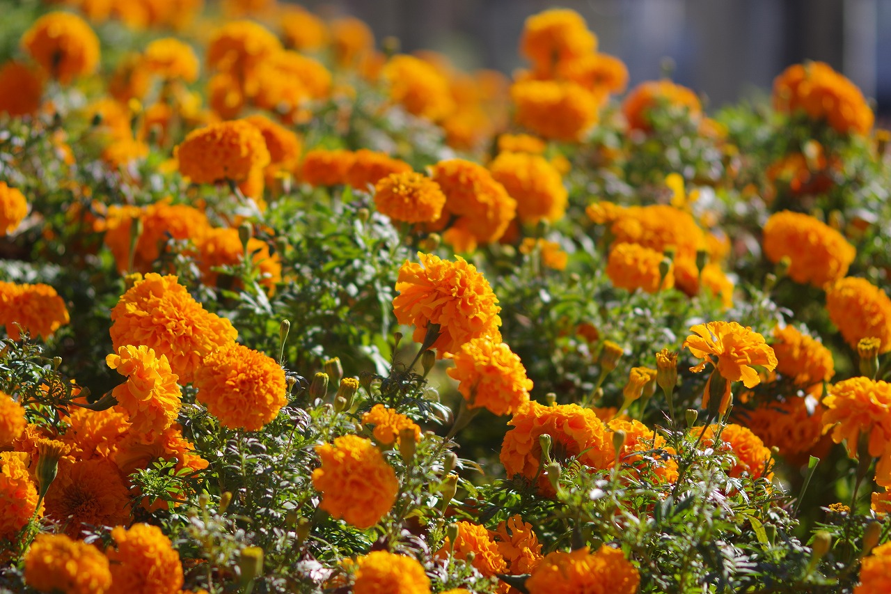 群馬県前橋市の群馬フラワーパークの花々