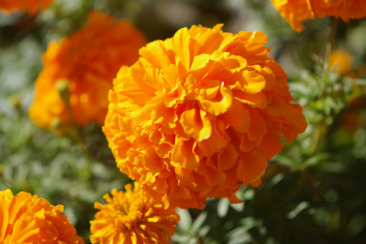 群馬県前橋市の群馬フラワーパークの花々