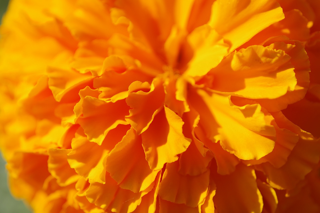 群馬県前橋市の群馬フラワーパークの花々