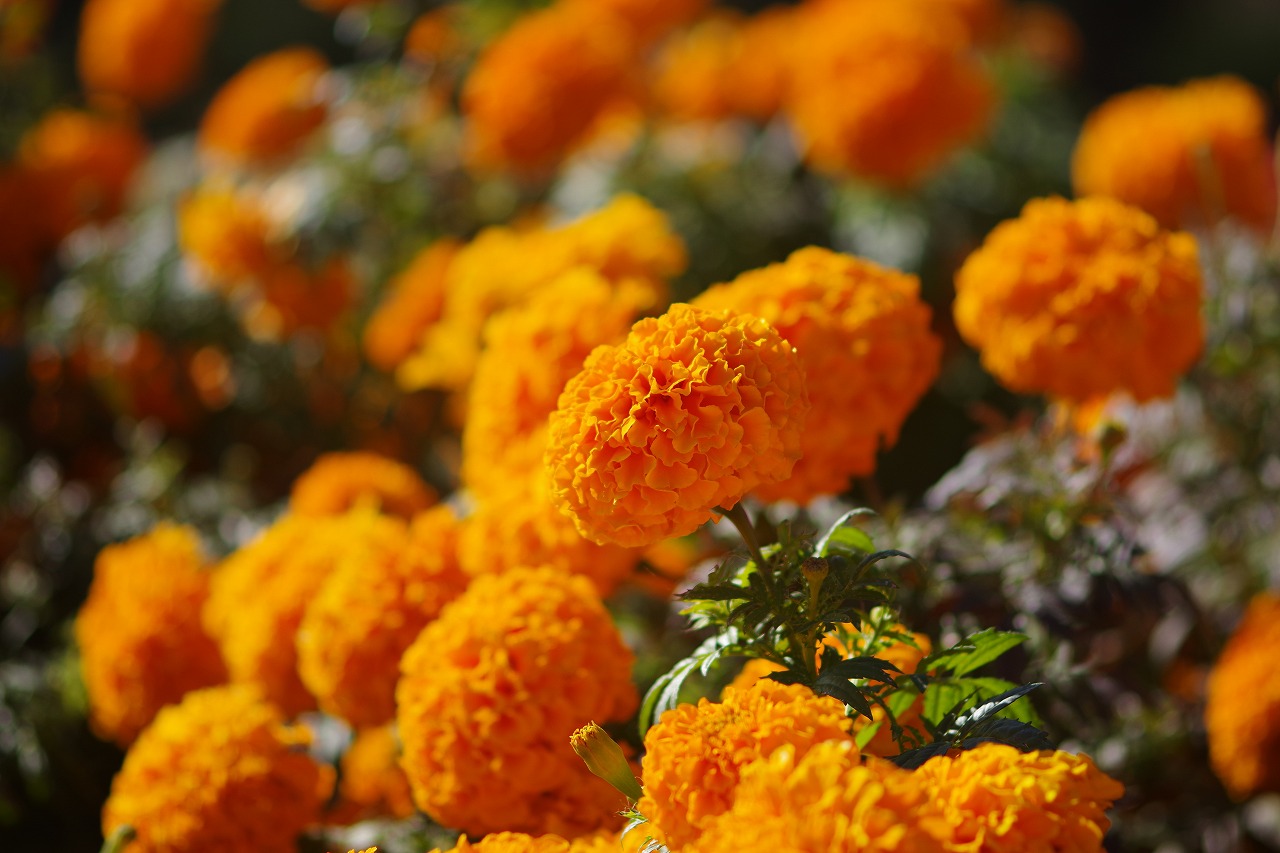 群馬県前橋市の群馬フラワーパークの花々