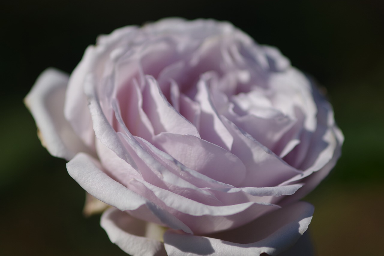 群馬県前橋市の群馬フラワーパークの花々