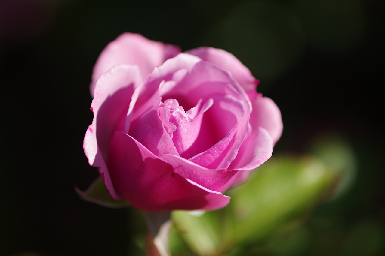 群馬県前橋市の群馬フラワーパークの花々