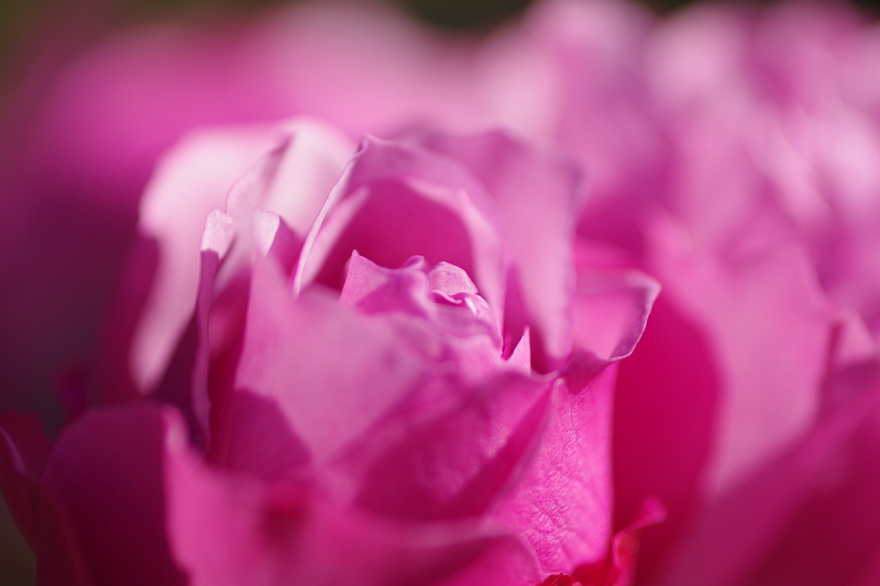 群馬県前橋市の群馬フラワーパークの花々