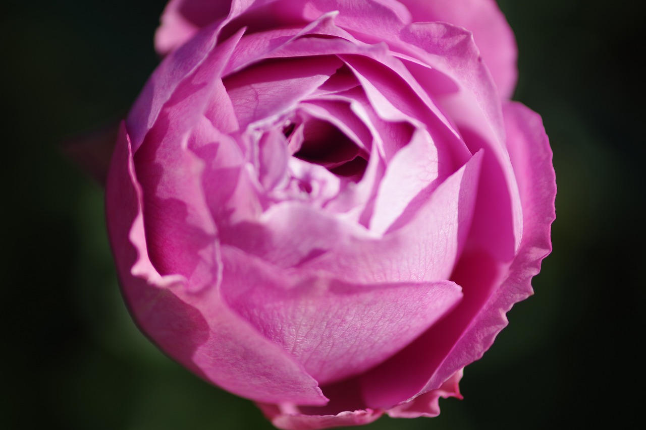 群馬県前橋市の群馬フラワーパークの花々