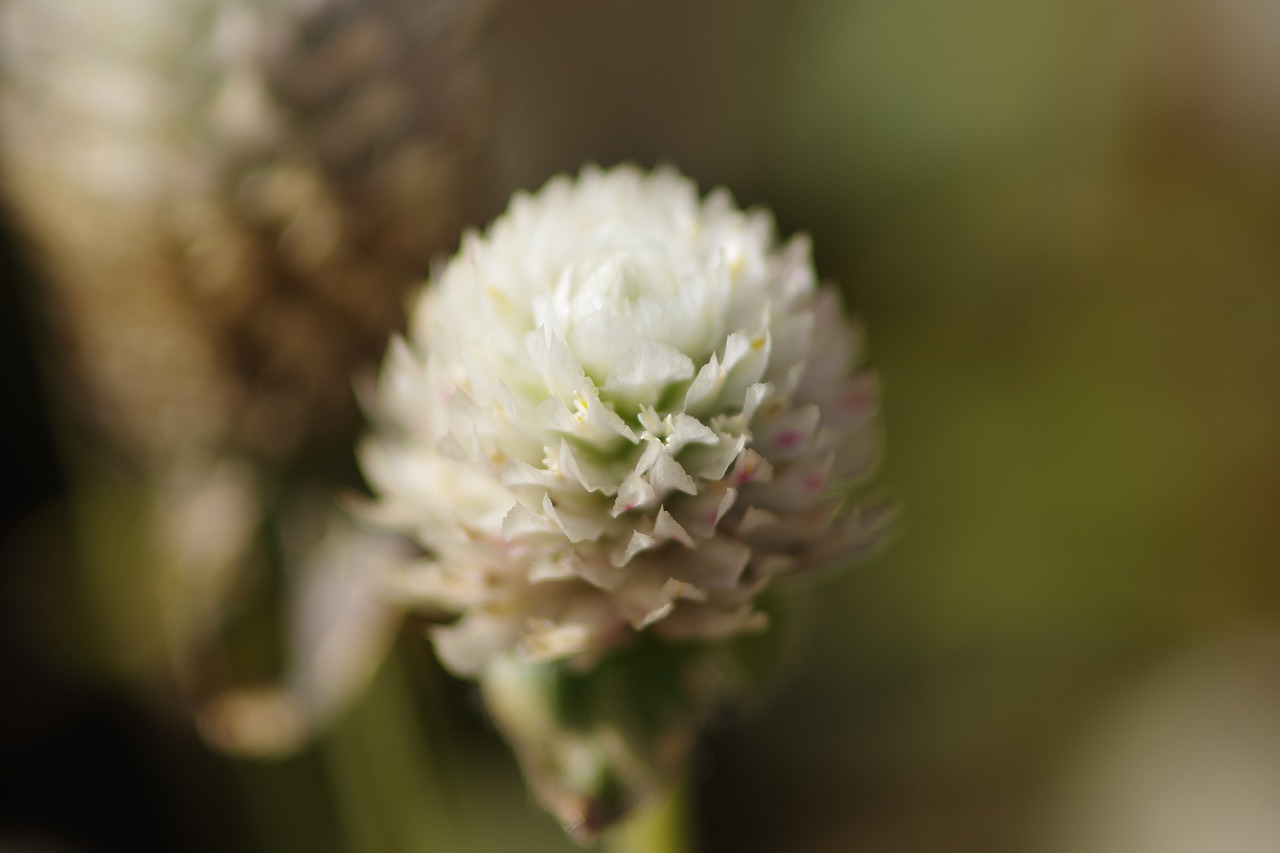 群馬県前橋市の群馬フラワーパークの花々