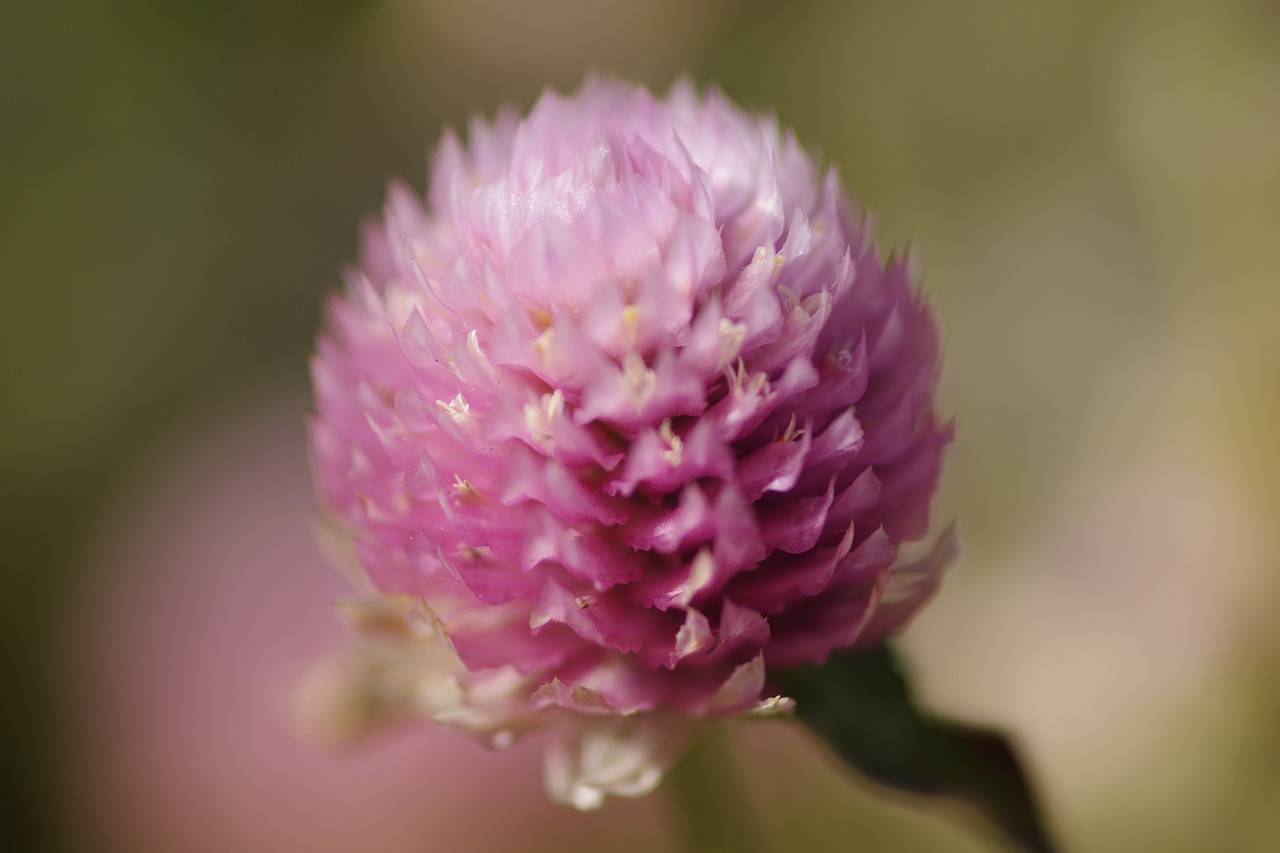 群馬県前橋市の群馬フラワーパークの花々