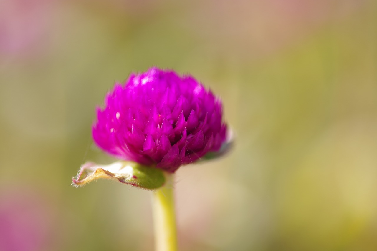 群馬県前橋市の群馬フラワーパークの花々