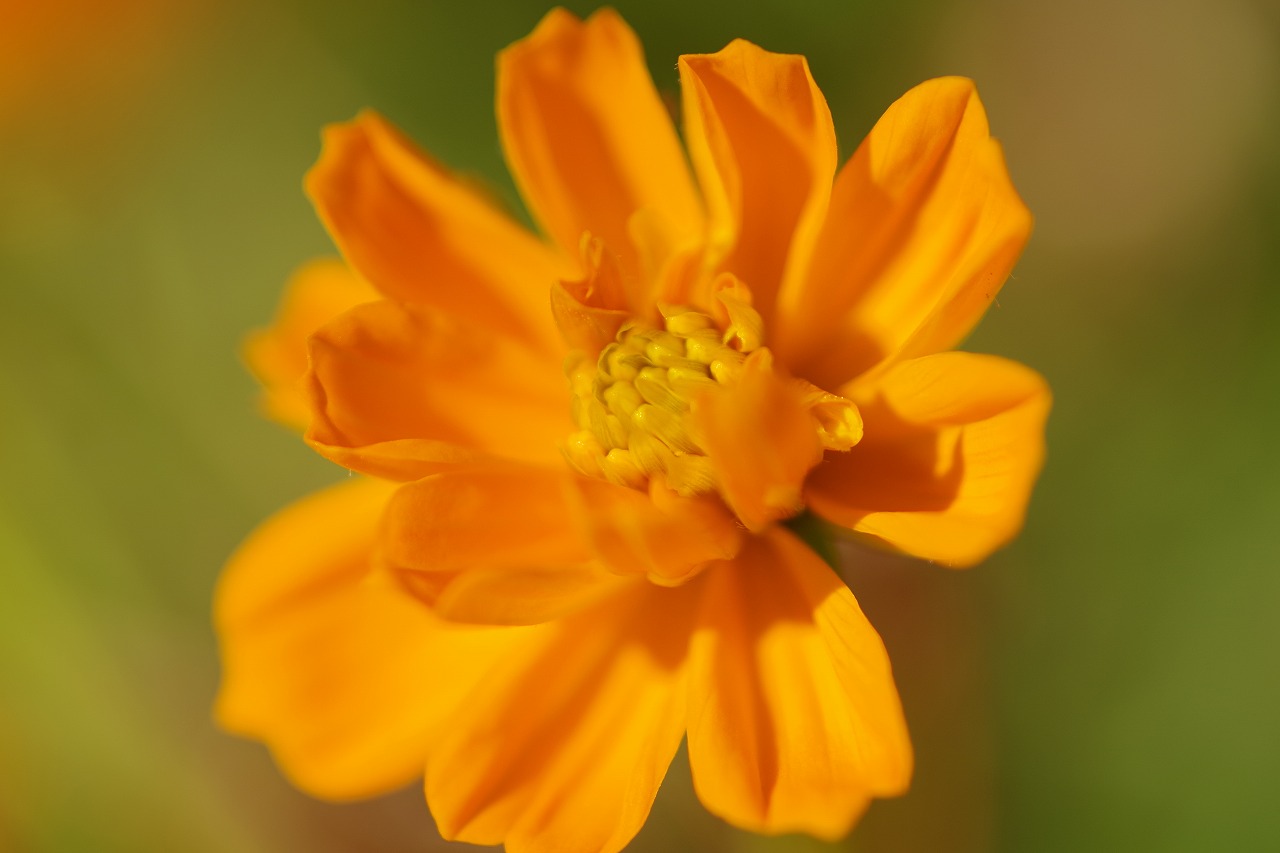 群馬県前橋市の群馬フラワーパークの花々