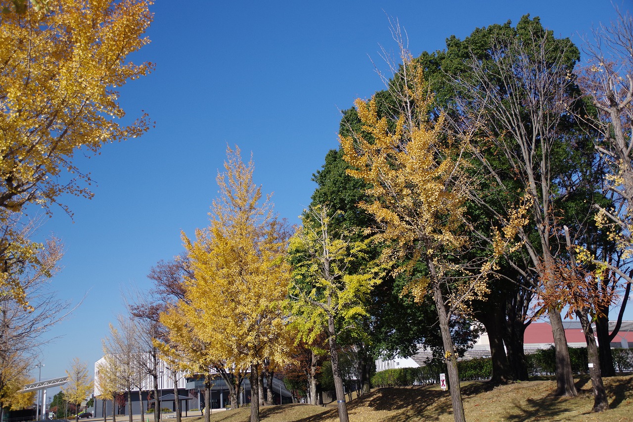 群馬県太田市の太田市運動公園の紅葉
