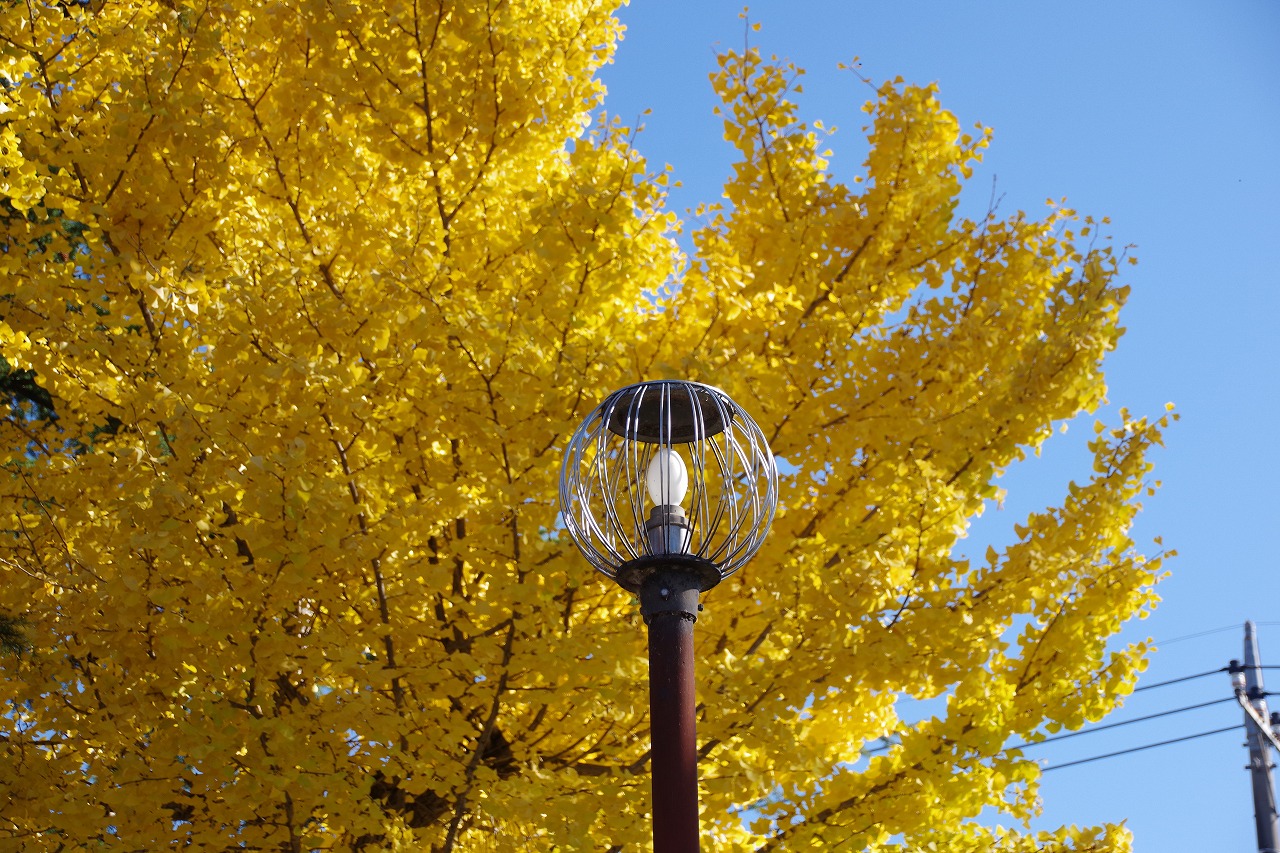 群馬県太田市の太田市運動公園の紅葉
