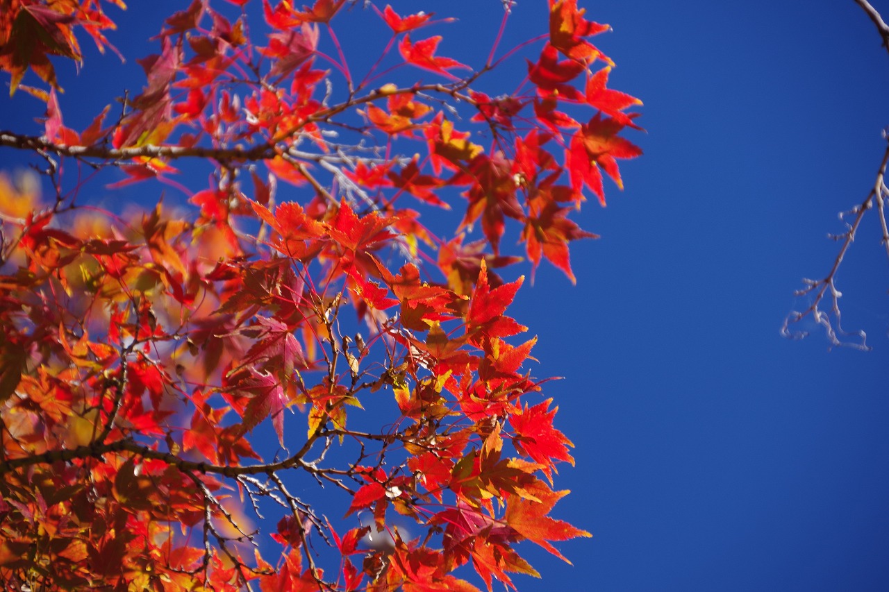 群馬県太田市の太田市運動公園の紅葉