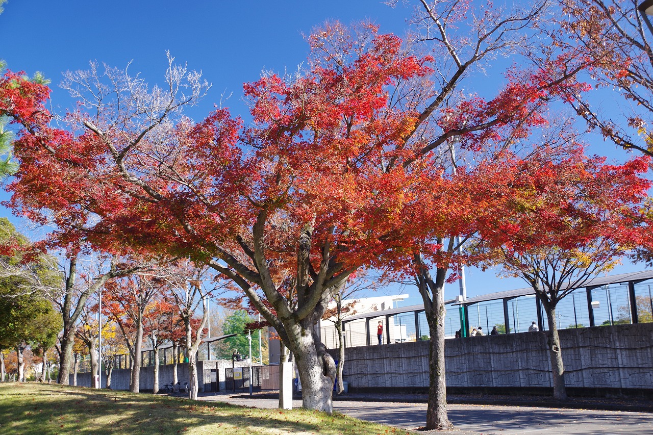 群馬県太田市の太田市運動公園の紅葉