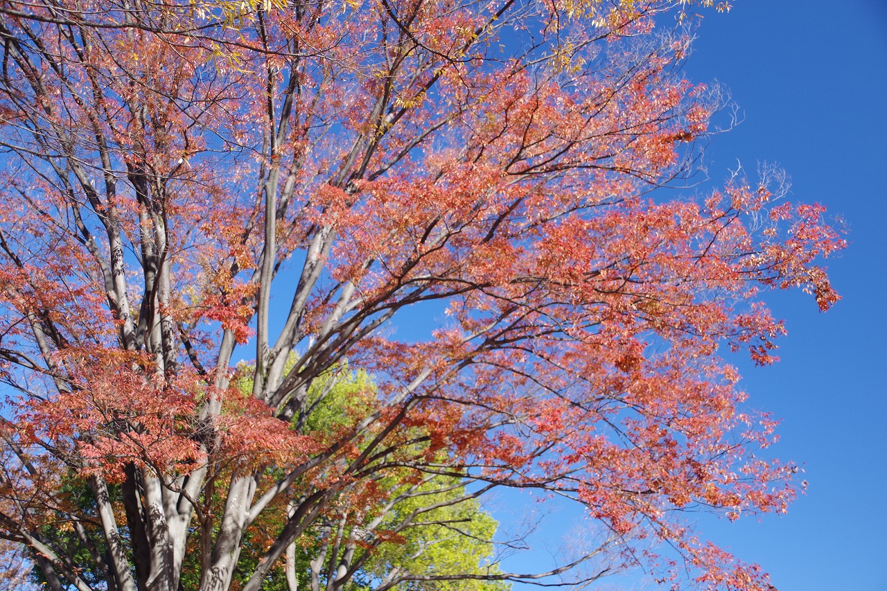 群馬県太田市の太田市運動公園の紅葉