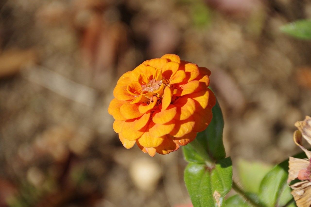 群馬県太田市の太田市運動公園の紅葉